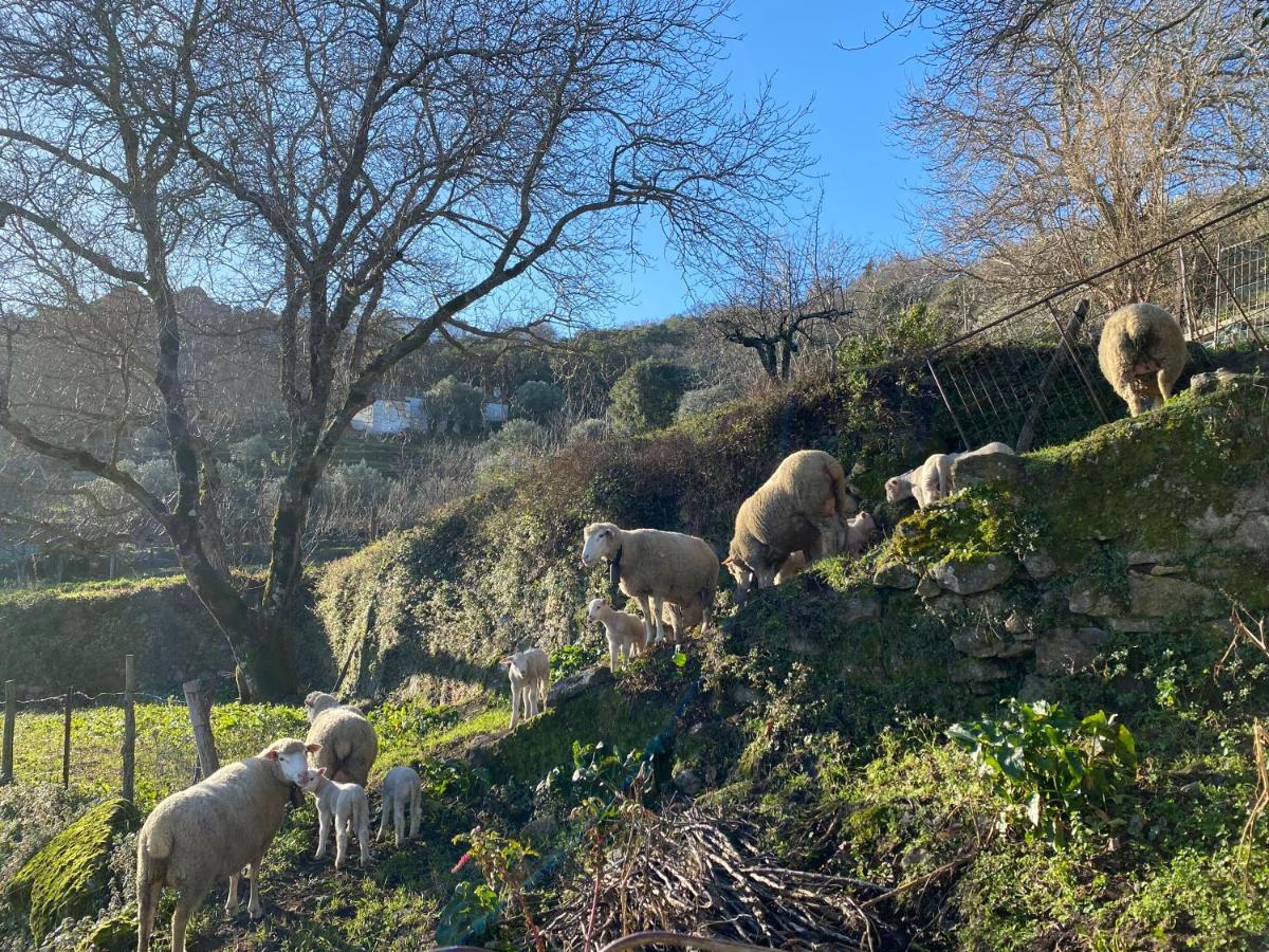 Varanda Do Alentejo Marvão Dış mekan fotoğraf